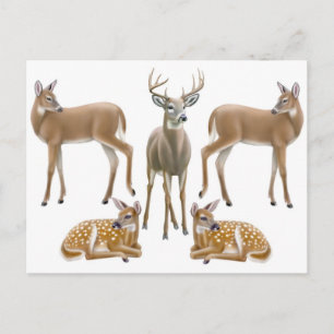 Cartão postal da família Whitetail Deer