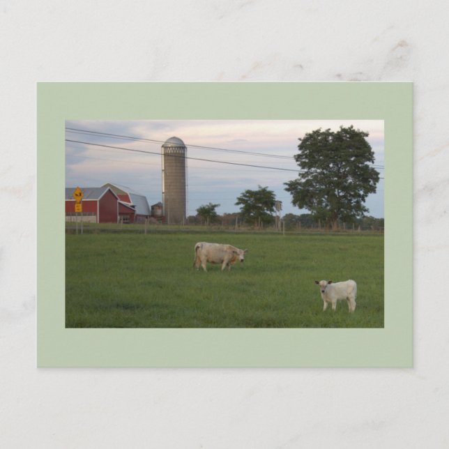 Cartão postal da Fazenda Vaca com Bezerro (Frente)