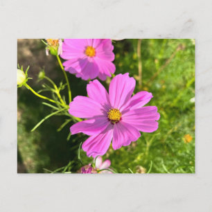Cartão postal da flor Cosmo rosa