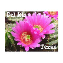 Cartão postal da flor de Cactus Del Rio Texas