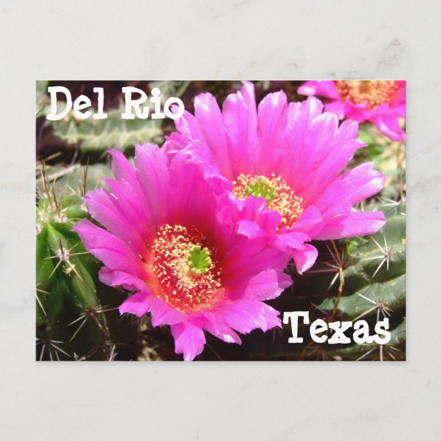 Cartão postal da flor de Cactus Del Rio Texas (Frente)