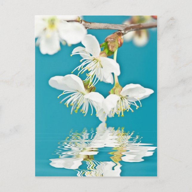 Cartão postal da flor de cerejeira (Frente)
