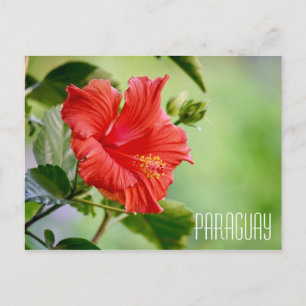 cartão postal da flor de hibisco do Paraguai