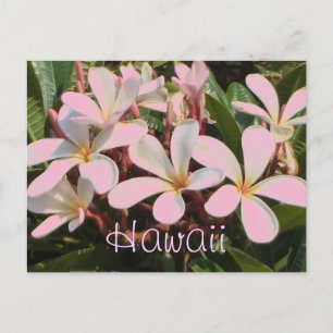 cartão postal da flor de plumeria rosa do Havaí
