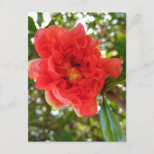 Cartão postal da flor de romã
