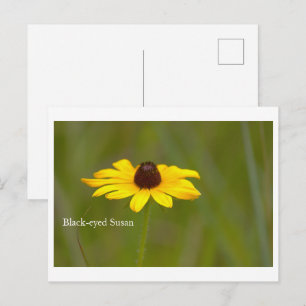 Cartão postal da flor de Susana de olhos negros