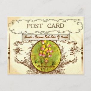 Cartão postal da Flor do Estado Vintage Nevada