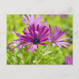Cartão Postal da Flor Margarida Africana