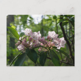 Cartão postal da flor selvagem Mountain Laurel