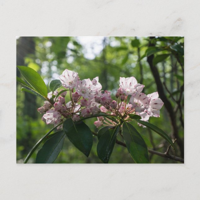 Cartão postal da flor selvagem Mountain Laurel (Frente)
