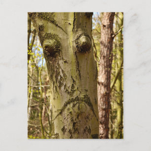 cartão postal da floresta