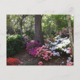 Cartão postal da floresta e flores
