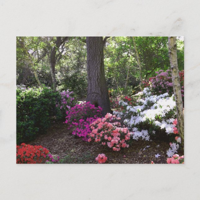 Cartão postal da floresta e flores (Frente)