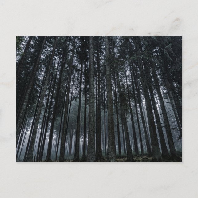 cartão postal da floresta gótica (Frente)