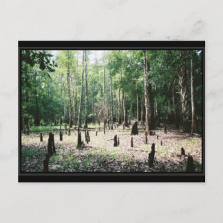 Cartão postal da Flórida