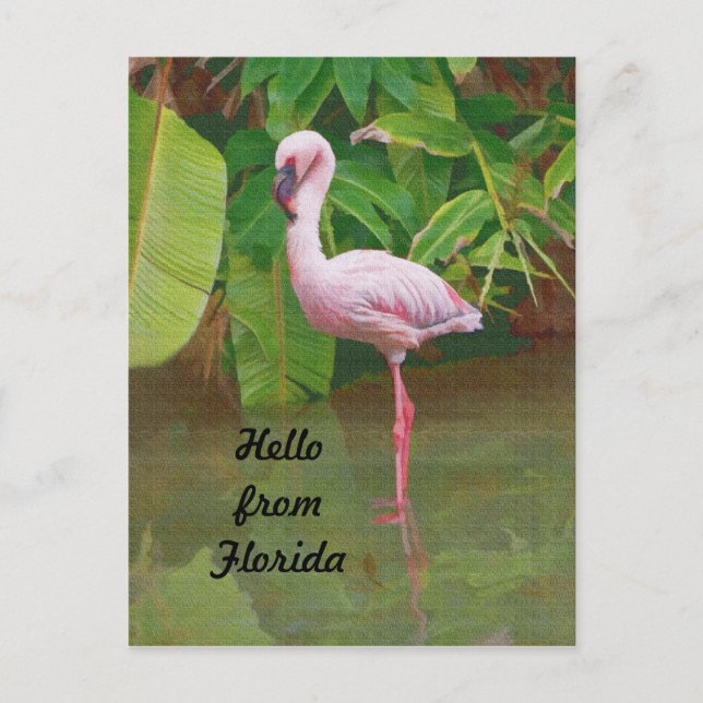 Cartão postal da Flórida com Flamingo Rosa (Frente)