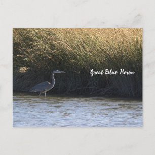 Cartão Postal da Garça Azul Grande