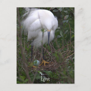 Cartão postal da Garça-branca-grande com ovo