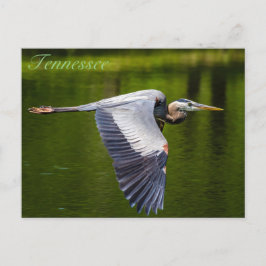 Cartão postal da Grande Garça Azul em voo