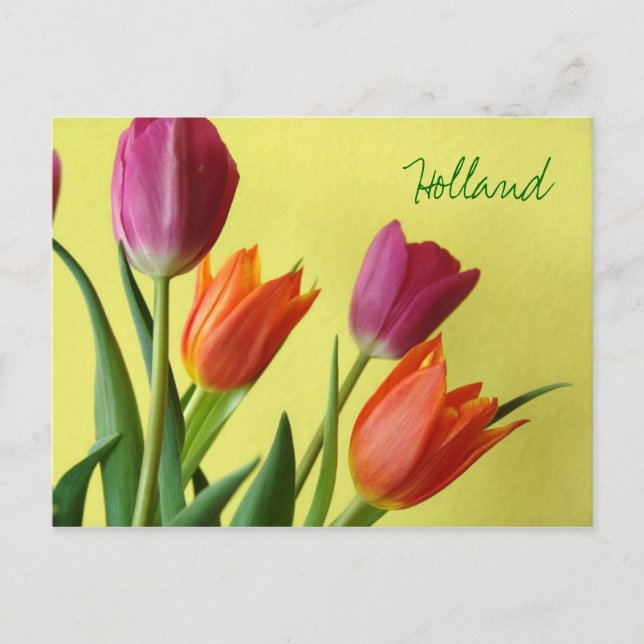 Cartão postal da Holanda, Tulipas (Frente)