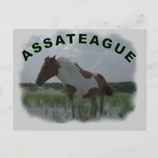 Cartão postal da ilha Assateague (Frente)