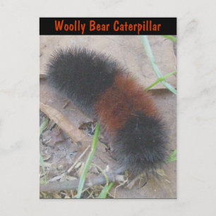 Cartão Postal da Lagarta Woolly Bear