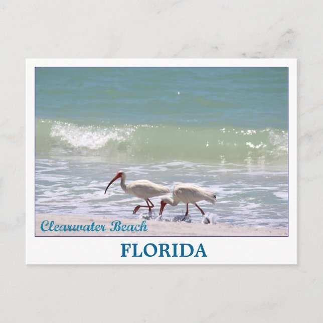 Cartão postal da linda Clearwater Beach, Flórida (Frente)