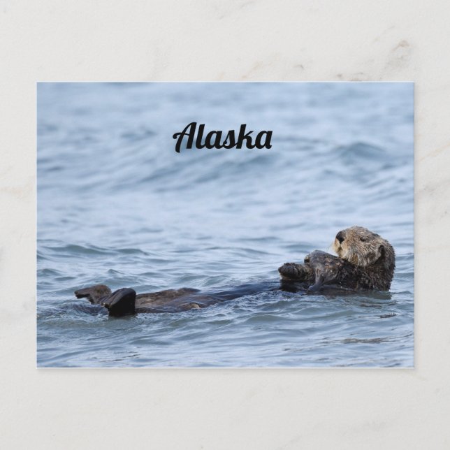 Cartão postal da lontra (Frente)