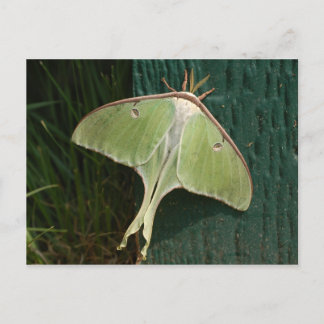 Cartão postal da Luna Moth.