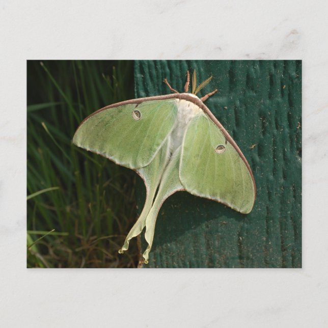 Cartão postal da Luna Moth. (Frente)