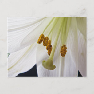 Cartão postal da Macro Lily Flower