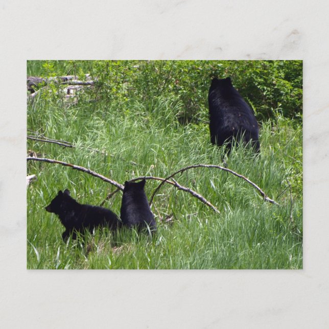 Cartão postal da Mãe Urso e Filhotes (Frente)