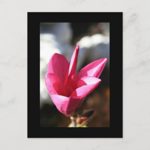 Cartão postal da Magnolia Japonesa