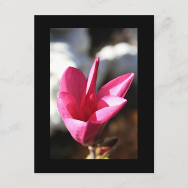 Cartão postal da Magnolia Japonesa (Frente)