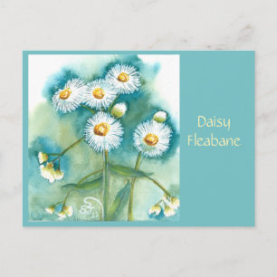 Cartão Postal da Margarida Fleabane