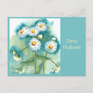 Cartão Postal da Margarida Fleabane