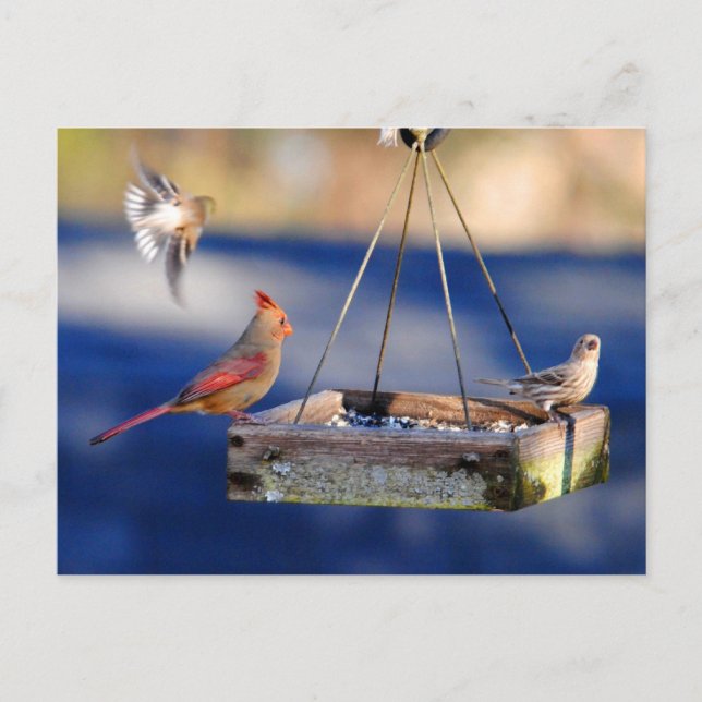 Cartão postal da Mesa do café da manhã (aves) (Frente)