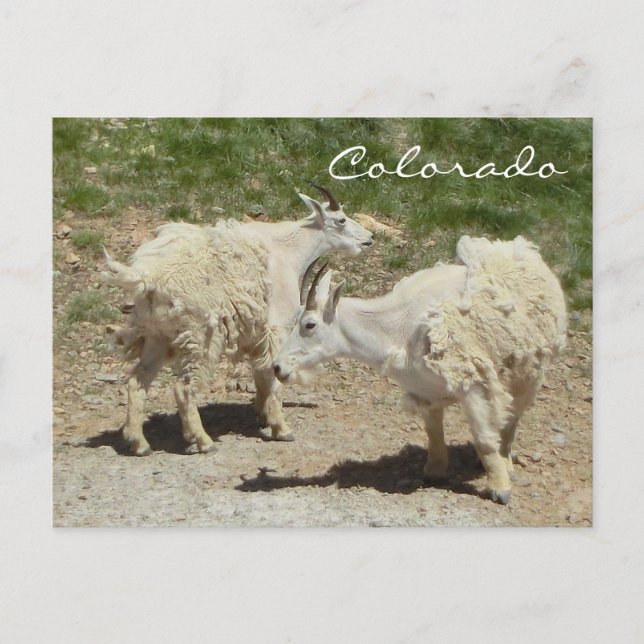 Cartão postal da montanha do Colorado (Frente)