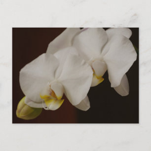 Cartão postal da Orquídea Branca