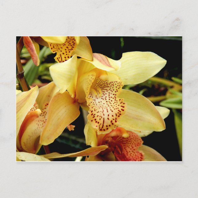 Cartão postal da Orquídea de Cymbidium Amarelo-Pál (Frente)