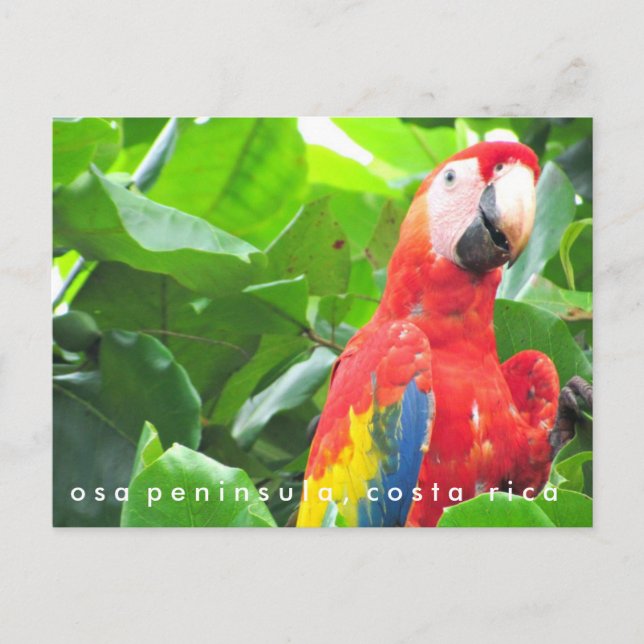 Cartão postal da Península Osa Scarlet Macaw Costa (Frente)