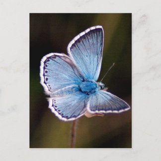 Cartão postal da pequena borboleta azul