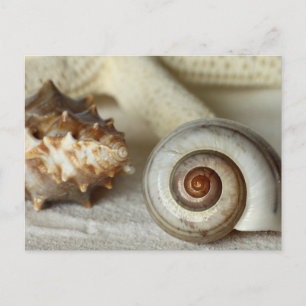 Cartão postal da praia de conchas e estrelas-do-ma