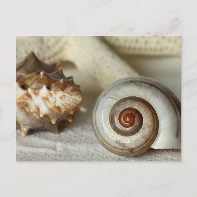 Cartão postal da praia de conchas e estrelas-do-ma (Frente)