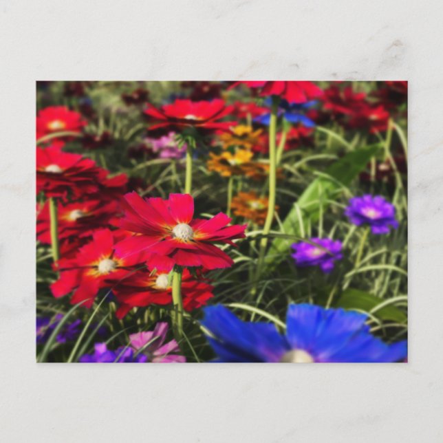 Cartão postal da Primavera Iridescente (Frente)