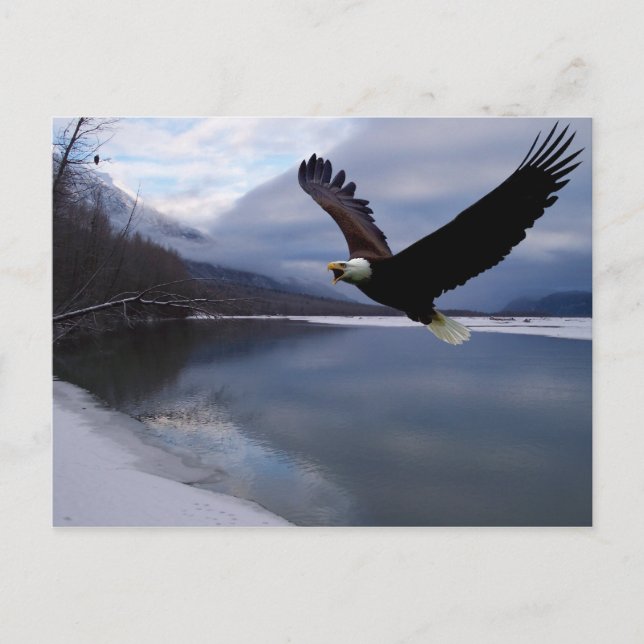 Cartão postal da reserva de águias Chilkat (Frente)