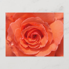 Cartão postal da Rosa Pêssego