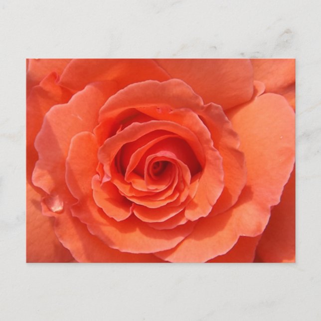 Cartão postal da Rosa Pêssego (Frente)
