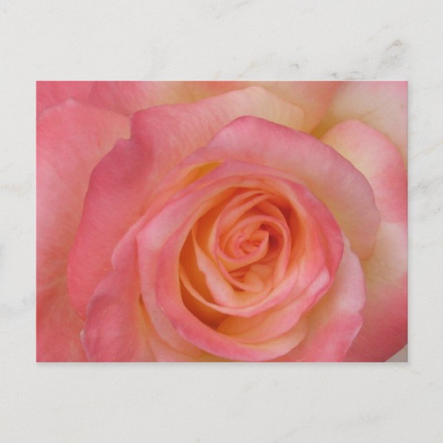 Cartão Postal da Rosa Vermelha (Frente)