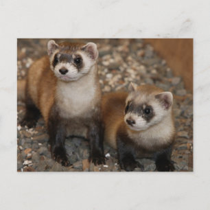 Cartão postal da Série Ferret Ferret nº 7